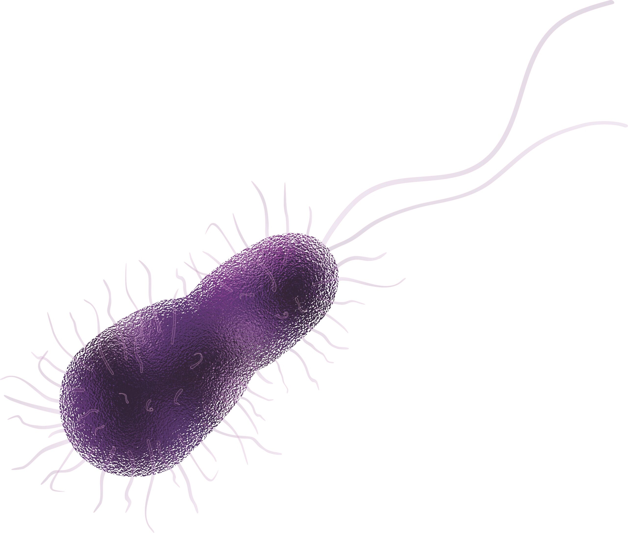 Purple Phototrophic Bacteria
